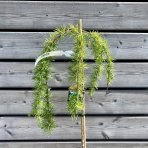 Smrekovec japonský (Larix kaempferi) ´PENDULA´ - výška 100-130 cm, kont. C5L – na kmienku 